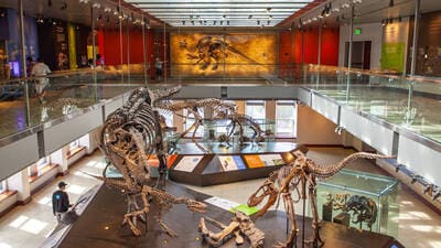 natural history museum_2