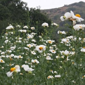 Descano-Gardens_California-Natives-section