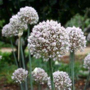 Descano-Gardens_Leek-flowers