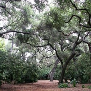Descano-Gardens_Oak-Forest