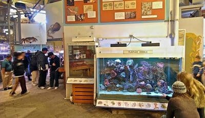 cabrillo marine aquarium_5