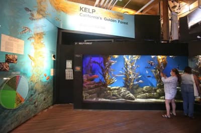 cabrillo marine aquarium_6