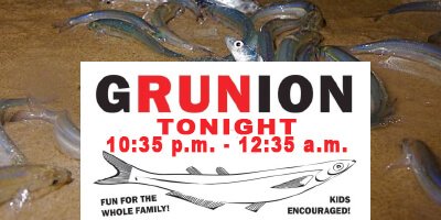 Grunion-Run
