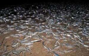 grunion run