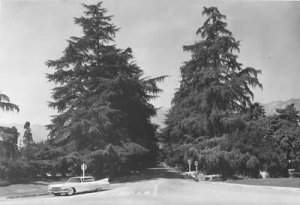 Christmas Tree Lane Altadena_02