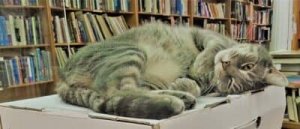 Iliad Bookshop