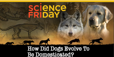 SCIENCE-FRIDAY-Dogs_4x2