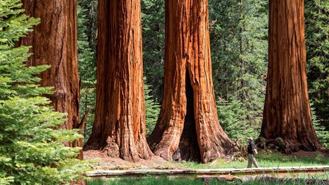 Sequoia & Kings Canyon