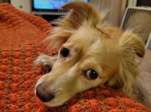 doggo