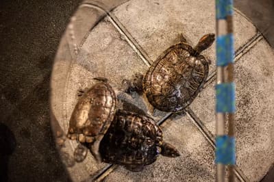 brennan's_turtle race_event 2