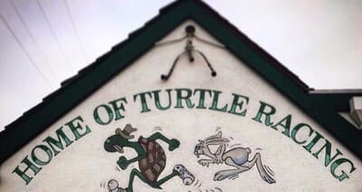 brennans_turtle racing