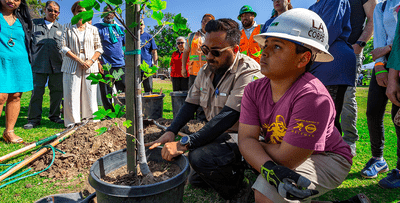 city plant_plant trees