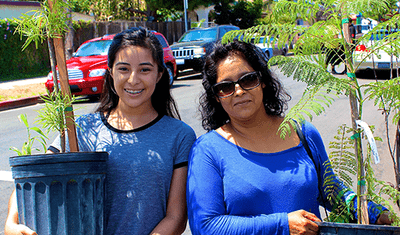 city plant_free trees