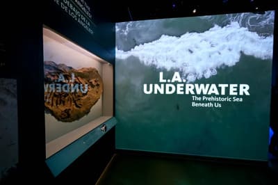 LA Underwater
