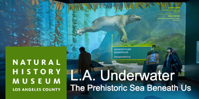 Natural-History-Museum-LA-Underwater_4x2