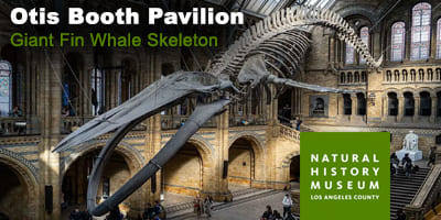 NHM-giant-fin-whale-skeleton_4x2
