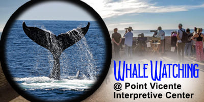 Whale-Watching-at-Point-Vicente-Interpretive-Center_4x2